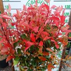 Červienka Fraserova (Photinia × fraseri) ´RED ROBIN´ - výška 110-120 cm, kont. C40L VIACKMENNÝ BONSAJ